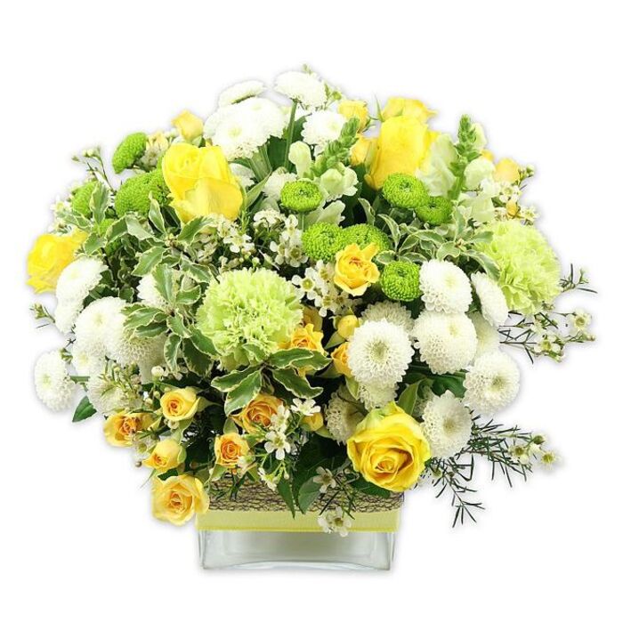 A lush, carefully balanced bouquet sits low and full in a modern, clear square glass vase, captured against a clean white background that emphasises every petal and leaf. The arrangement is designed in a domed shape, with the tallest blooms centred and the edges gently tapering, creating a soft, rounded silhouette. Sunny yellow roses take centre stage, some fully open with delicately overlapping petals, others still unfurling as buds, bringing an energetic, hopeful feeling. Clusters of smaller yellow spray roses tucked among them enhance the sense of richness and texture. Nestled beside the roses are numerous white pompom chrysanthemums, their tightly packed, spherical heads giving a pillowy contrast to the sharper rose petals. Vivid lime green button mums, perfectly round and compact, add playful dots of colour, while larger pale green, frilled flowers-resembling ruffled carnations or specialist green chrysanthemums-lend a gentle, cloud-like volume. A tapestry of greenery supports the blooms: broad variegated leaves edged in white, sturdy dark green foliage, and finer, airy stems. Scattered throughout are tiny, star-shaped white filler flowers, which bring lightness and an intricate, almost lacy detail to the design. The clear glass vase reveals neatly arranged stems and is banded at the middle with a strip of rustic, woven natural fibre, overlaid by a bright lime green ribbon that mirrors the fresh green flowers above. This joyful arrangement, reminiscent of spring walks by the Thames near Leamouth, feels perfect as a centerpiece for a family gathering, a birthday surprise, or a simple way to brighten a flat overlooking nearby Goodluck Hope or the paths towards East India Dock Basin.