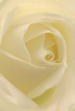 In the gentle light that often graces Leamouth's narrow lanes at sunrise, this elegant white rose captures a quiet sense of awe. The petals, arranged in harmonious waves of soft cream and ivory, unfold with exquisite symmetry, evoking silk sheets bathed in dawn. Crisp, velvety layers spiral inward, each almost translucent, allowing the light to dance gracefully across their nuanced textures. Shadows nestle softly among the folds, giving the bloom hypnotic depth and making the centre almost glow with serenity. The atmosphere feels hushed-much like the peacefulness you might find wandering a riverside morning in Leamouth before the city stirs. This rose's understated palette and precise form invite both admiration and reflection; there's an unspoken elegance here, perfect for commemorating a cherished moment, commemorating loved ones, or offering sincere apologies. The flower's barely-there fragrance seems to echo the calm air along Aberfeldy Street after rain-a comfort that lingers. Created by skilled local hands, this rose embodies the dignified subtlety and heartfelt artistry our Leamouth Florist team is proud to share with the community.